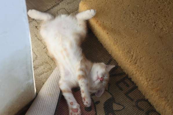 Курильский бобтейл - котята золотого окраса в Краснодаре фото 35