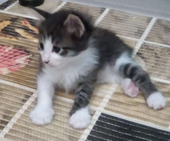 Котята курильского бобтейла в Пензе фото 20