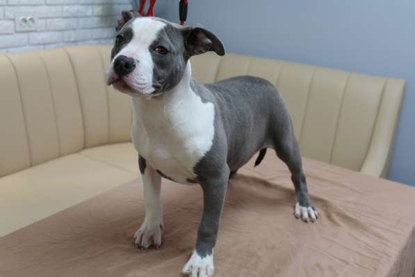 Шикарные щенки Ам-Стаффа в фото 9