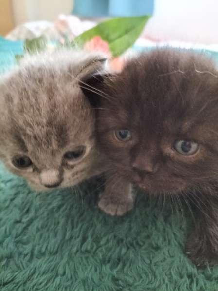VENTA DE GATITOS в фото 8