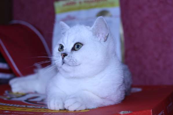 Серебристые котята в Москве фото 3