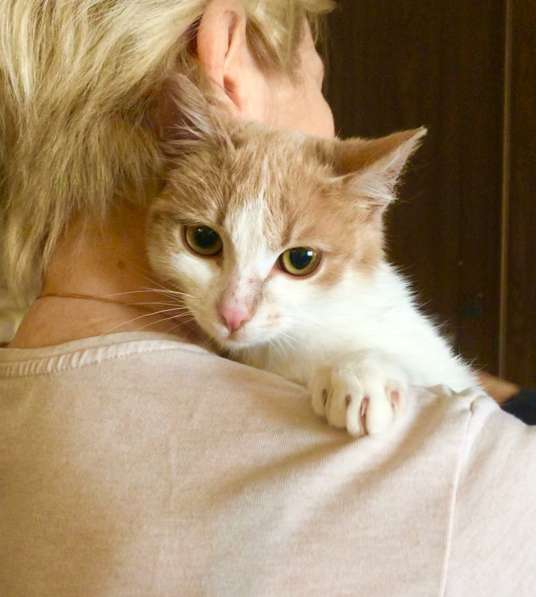 Яркое солнышко котенок Марсик в дар в Москве