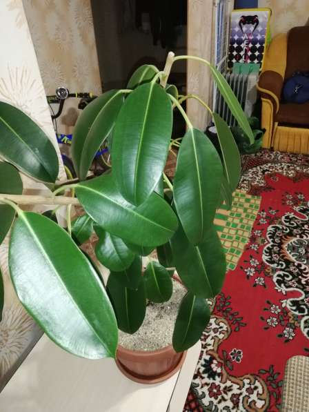 Фикус Эластика в фото 4