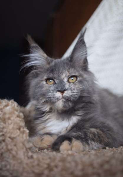 Кошка полидакт мейн кун в Москве фото 4