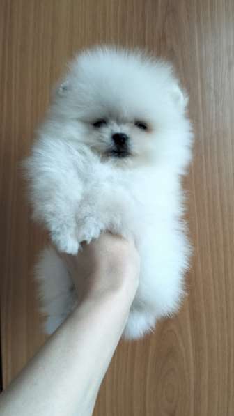 Померанский шпиц. Мини