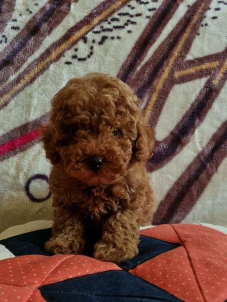 Пудель. Red brown в 