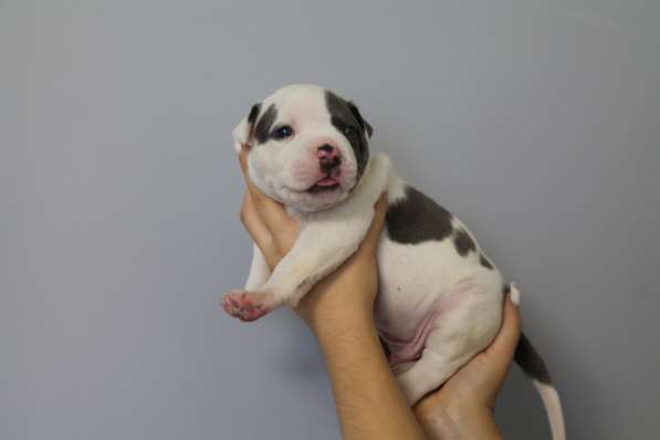 Крутые щенки амстаффа от чемпиона в фото 9