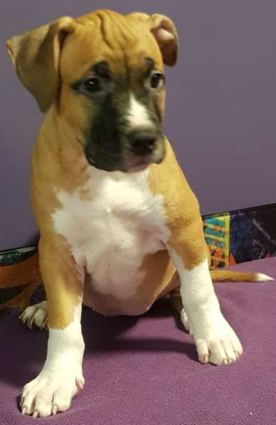 Стаффордширский терьер ДЕВОЧКА в Москве фото 6