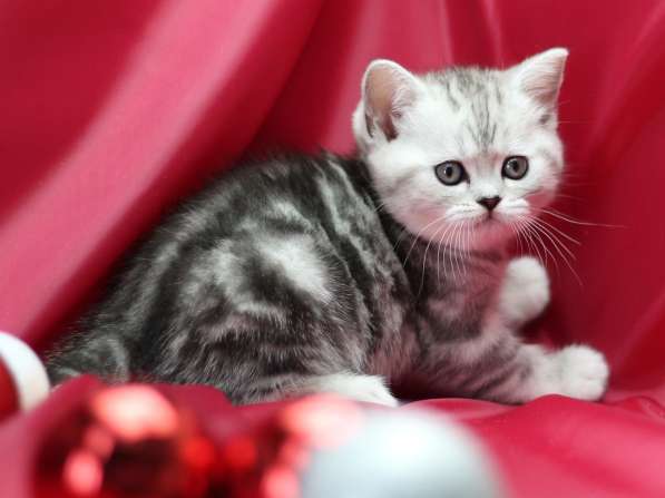 Шотландские котята на продажу: страйты и фолды