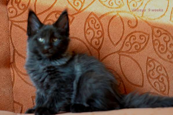 Котята мейн кун из питомника в Новокузнецке фото 3