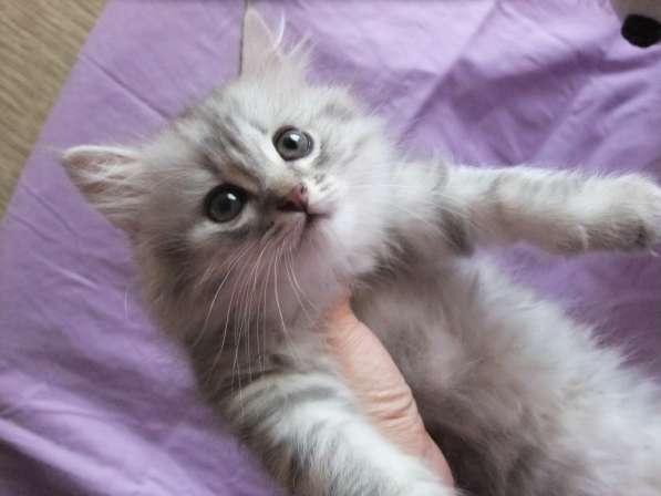 Шотландская вислоухая в Санкт-Петербурге фото 4