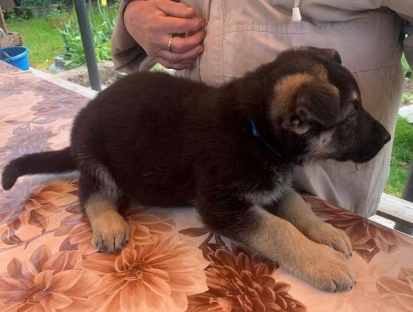 Щенки ВЕО с документами в Санкт-Петербурге фото 33