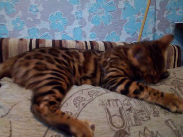 Питомник бенгальских кошек в Кирове фото 5