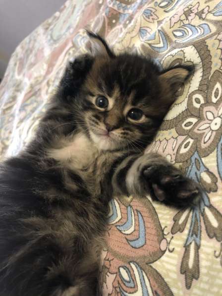 Котята мейн-кун в Новосибирске фото 12