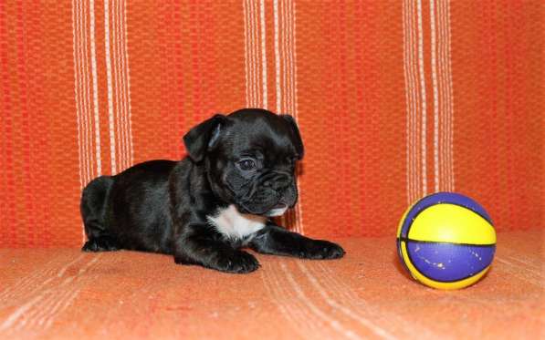 Щенки Французского бульдога питомник в Челябинске фото 15