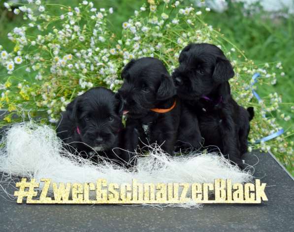 Цвергшнауцер черный щенки