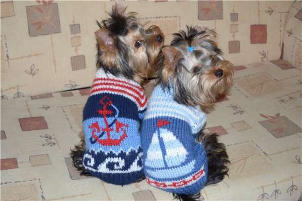 Красивые свитера для маленьких собачек в Владимире фото 5