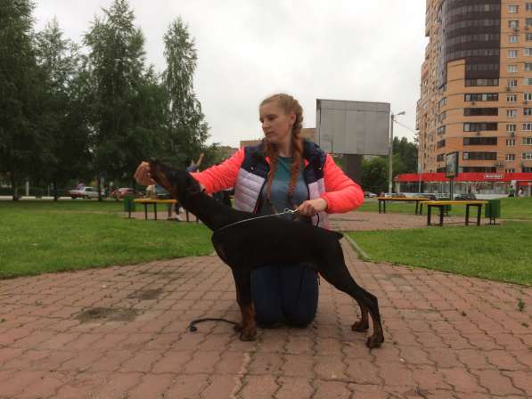 Высокопородные щенки Добермана помет питомник в Железнодорожном фото 3