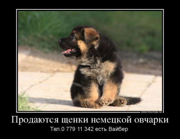 Продаются щенки немецкой овчарки! в фото 11
