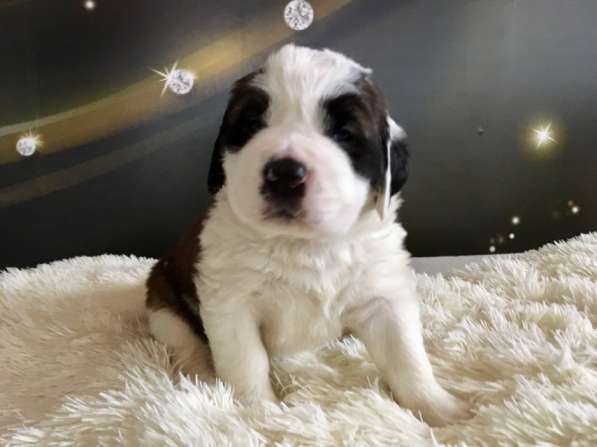 Щенки сенбернара в фото 102