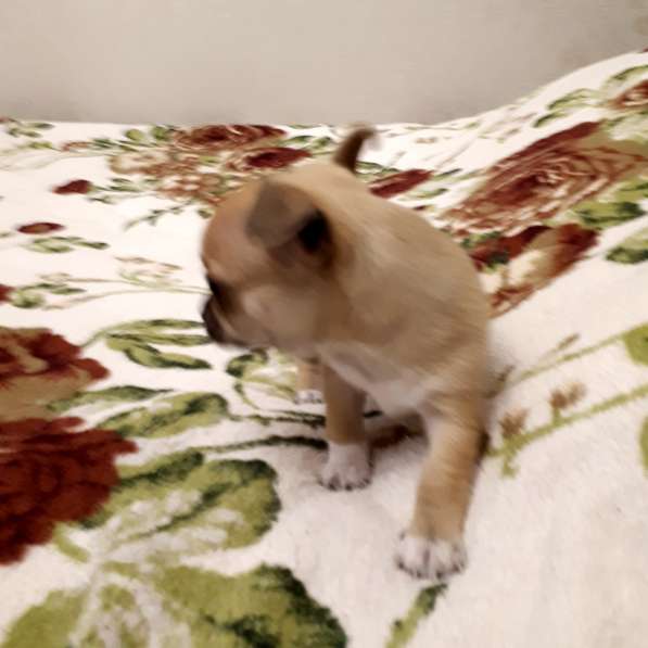 Щенки чихуахуа в Москве фото 20