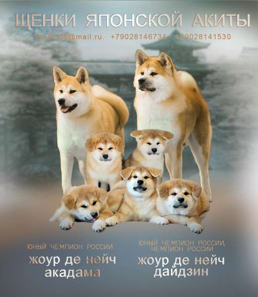 Щенки Акита-ину в Москве фото 6