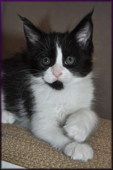 Котята Мейн-Кун в Санкт-Петербурге фото 4