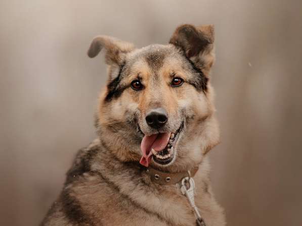 Дружелюбный Денвер ищет семью