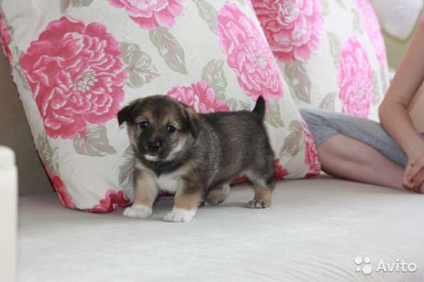 Отдам щенков бесплатно в Белгороде фото 5