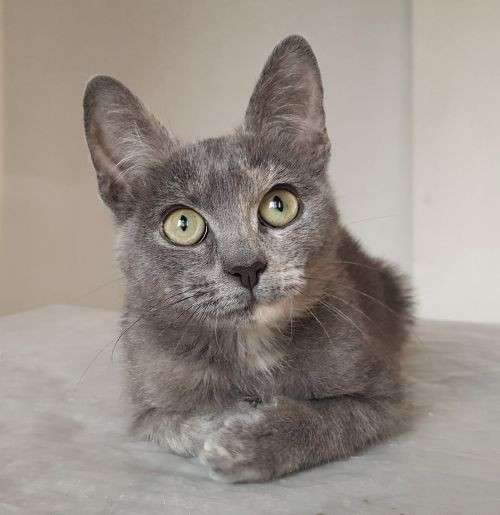 Котенок в добрые руки в Москве фото 14