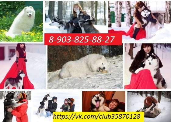 Щеночки Хаски Черно-белые. голубоглазые и разноглазые ! в Перми