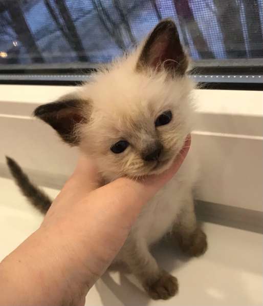 Европейская Бурма котенок лилового окраса в Санкт-Петербурге фото 13