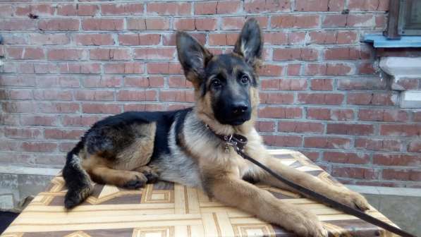 Щенок немецкой овчарки в Краснодаре фото 16