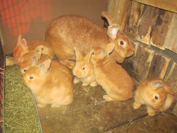 Кролики в 