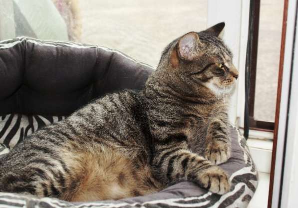 Тигран Потапыч, настоящий полосатый кот. В добрые руки в Калуге фото 3