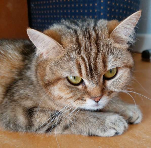 Кошка британской короткошерстной породы в фото 3