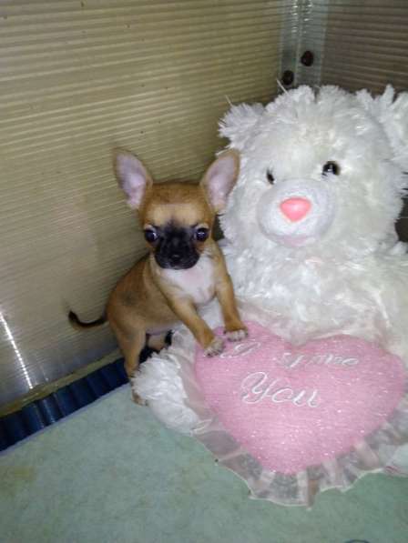 Милые щенки Чихуахуа 2 месяца в Железнодорожном фото 8