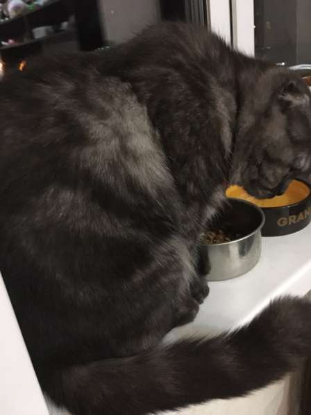 Кошка в добрые руки!