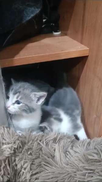 Котята в добрые руки бесплатно в Серпухове фото 4