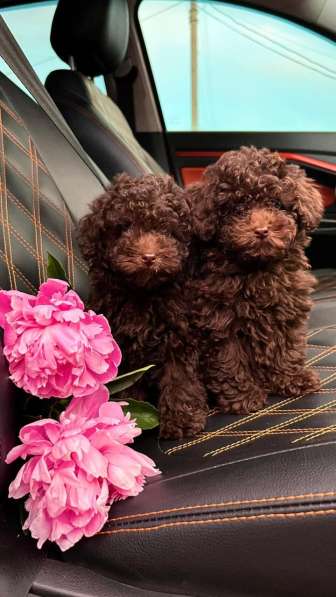 Toy poodle puppies в фото 13