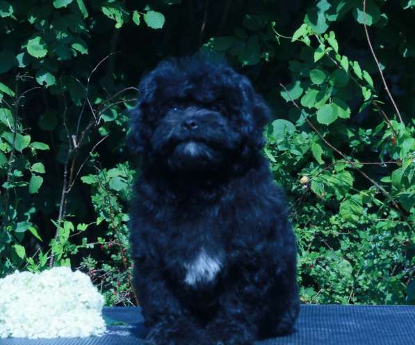 Мальтипу Ф1 щенки девочки в Москве фото 10