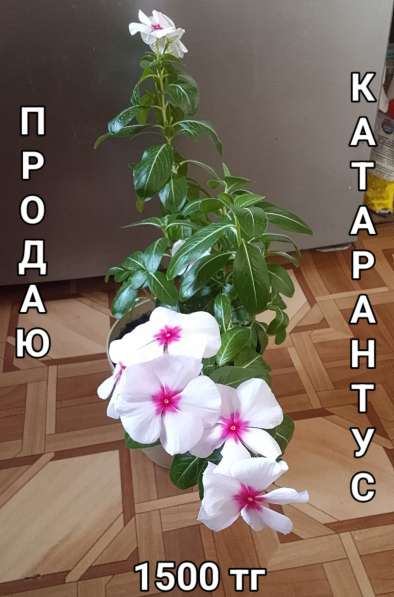 Катарантусы разных расцветок продаю в фото 12
