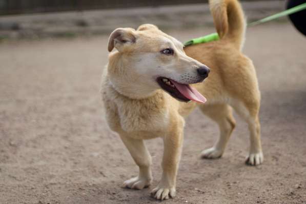 Собачка размером с корги ищет дом в Санкт-Петербурге