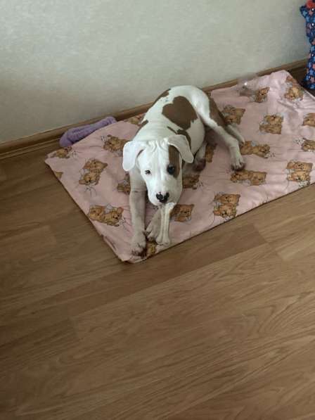 Продам Стаффорда ! в Екатеринбурге