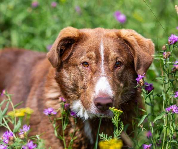 Молодой весёлый Барни в добрые руки! в Москве фото 12