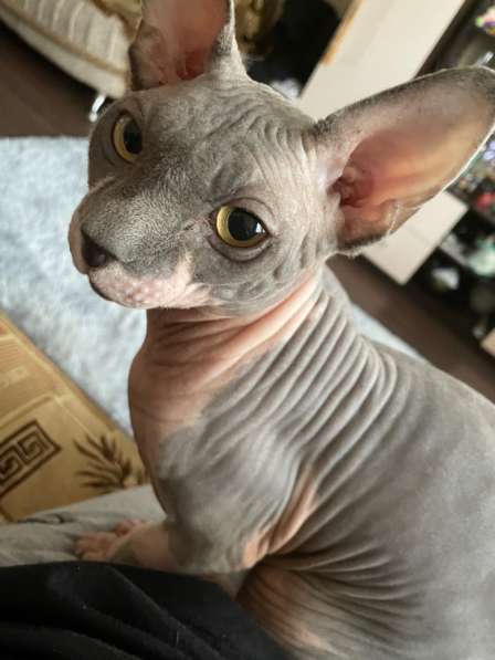 Вязка в Иванове