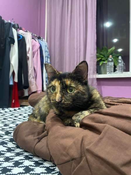 Нашли кошку в Уфе