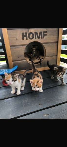 Котята бесплатно в Павловском Посаде фото 3