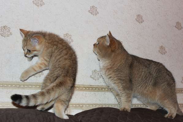 Британский кот золотого окраса в Москве