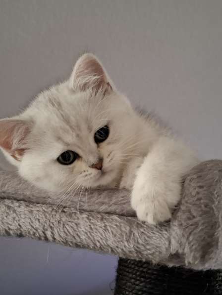 Британский короткошерстный котик в фото 17